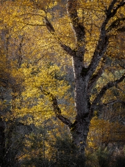 San Martín de los Andes, Neuquén, Argentina