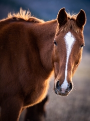 Caballo