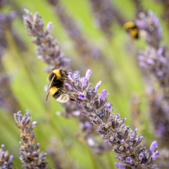 Abejorro (Bombus terrestris)