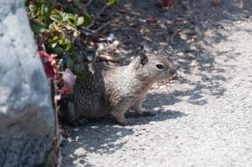 Ardilla de las Carolinas (Sciurus carolinensis)