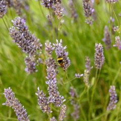 Abejorro (Bombus Terrestris)