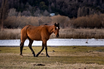 Caballo