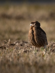 Chimango, (Milvago chimango)