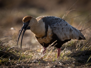 Bandurria (Theristicus caudatus)