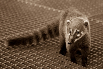 Coati (Nasua)