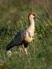 Bandurria (Theristicus caudatus)