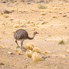 Choique, (Rhea pennata)