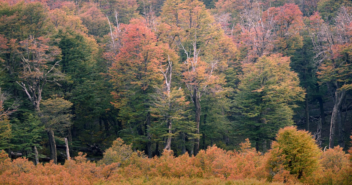 Workshop de fotografía de paisaje – Otoño en San Martín de los Andes